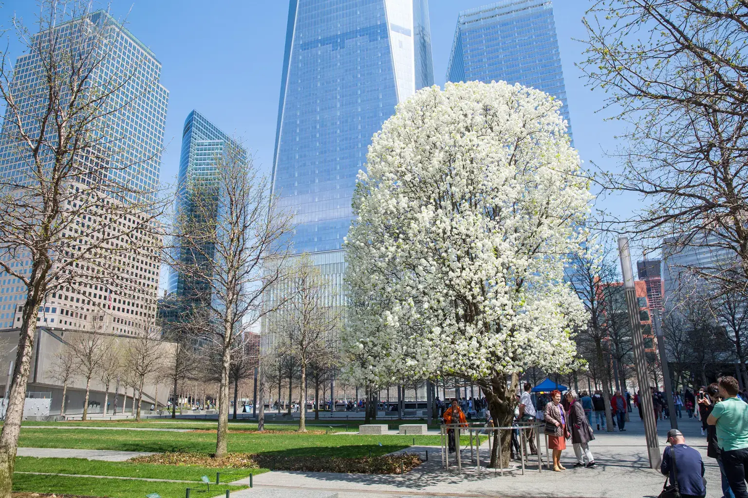 El Survivor Tree en el Memorial del 11 de Septiembre en Nueva York, peral símbolo de resiliencia