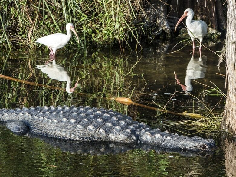 Alligator americano nadando junto a ibis blancos en los humedales de Everglades National Park, uno de los mejores lugares de Florida para observar fauna salvaje.