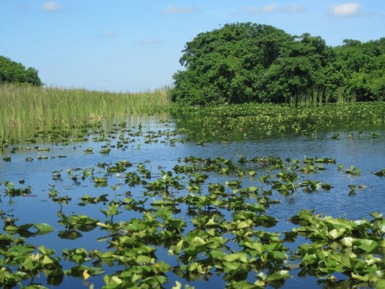 Paisaje de los humedales de Everglades National Park en Florida, con vegetaci&oacute;n acu&aacute;tica, juncos y la caracter&iacute;stica "River of Grass".