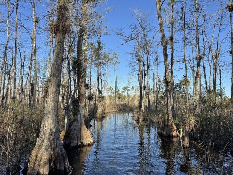 Cipreses calvos creciendo en un humedal de Big Cypress National Preserve, uno de los espacios naturales m&aacute;s espectaculares del sur de Florida.