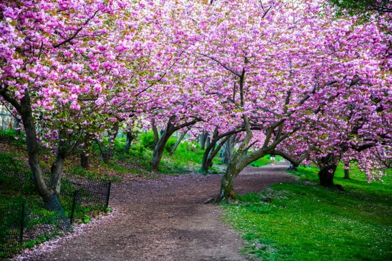 pink cherry blossom tree on green grass field